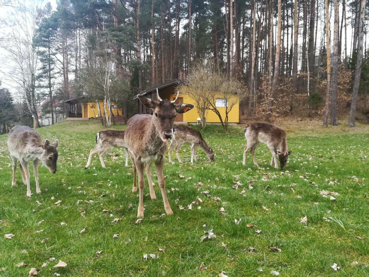 O.W.Bingo Hotel Bieszkowice Luaran gambar