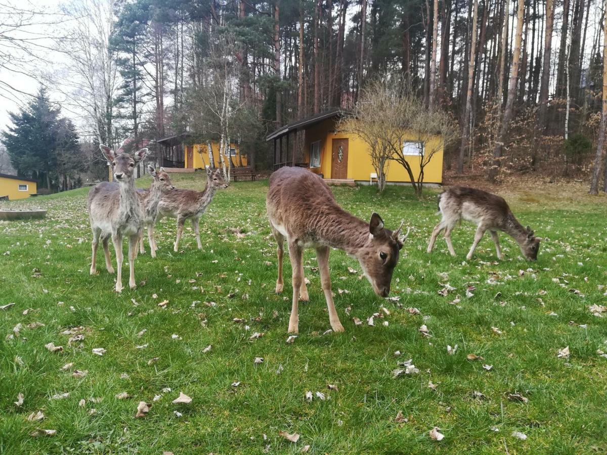 O.W.Bingo Hotel Bieszkowice Luaran gambar
